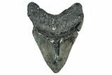 Fossil Megalodon Tooth - North Carolina #349348-2